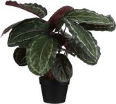 Mica – Kunstplant Calathea roseopicta (h70x40cm)