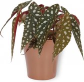 Kamerplant Begonia Maculata – Stippenbegonia - ± 20cm hoogte – 12 cm diameter - in koper kleurige pot