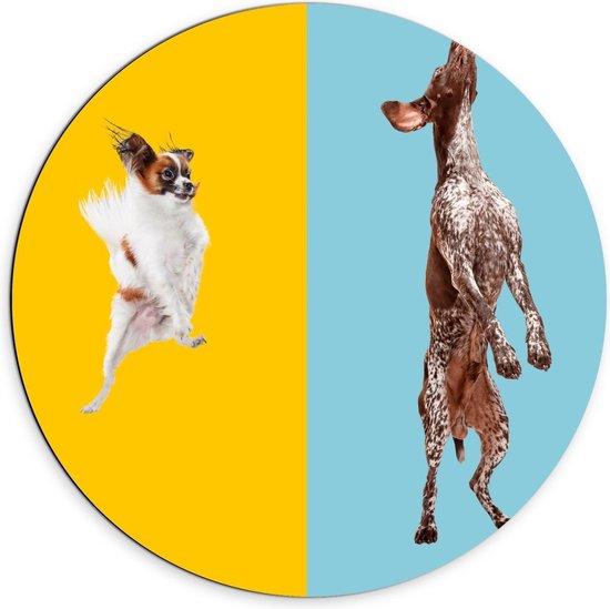 Dibond Wandcirkel - Honden in Blauw/Gele Honden - 70x70cm Foto op Aluminium Wandcirkel (met ophangsysteem)