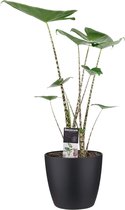 Kamerplant van Botanicly – Olifantsoor incl. sierpot zwart als set – Hoogte: 70 cm – Alocasia Zebrina