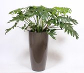 Kamerplant van Botanicly – Philodendron selloum in taupe pot als set – Hoogte: 110 cm