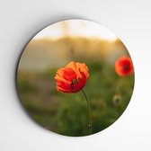 Roos op muurcirkel | foto op forex | wanddecoratie bloemen & planten - 90x90cm, Dibond