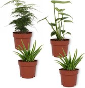 Set van 4 Kamerplanten - 2x Aloë Vera & 1x Asparagus Plumosus & 1x Monstera Deliciosa- ± 25cm hoog - 12cm diameter