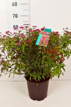 10 stuks | Japanse spierstruik 'Anthony Waterer' Pot 40-60 cm - Bladverliezend - Bloeiende plant - Geschikt als lage haag - Informele haag