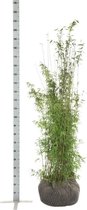 5 stuks | Fargesia jiuzhaigou Kluit 150-175 cm - Prachtige herfstkleur - Snelle groeier - Zeer winterhard - Groeit breed uit
