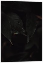 Dibond - Zwarte Libelle  - 60x90cm Foto op Aluminium (Wanddecoratie van metaal)