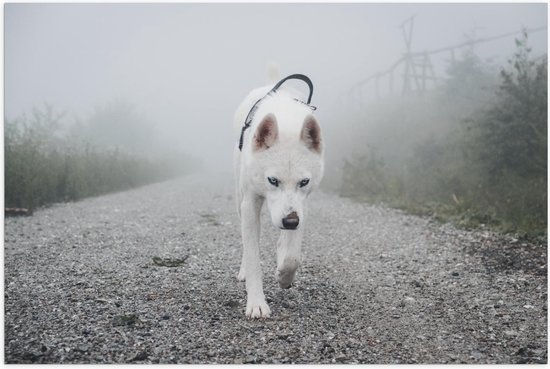 Poster - Witte Hond op Grauw Pad - Foto op Posterpapier