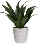 Kamerplant Dracaena Compacta - ± 20cm hoog – 19cm diameter - in witte pot