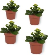 Set van 4 Bloeiende Kamerplanten - Kalanchoë met gele bloemen- ± 10cm hoog - 7cm diameter