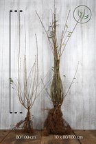 20 stuks | Gewone Liguster Blote wortel 80-100 cm | Standplaats: Halfschaduw/Schaduw/Volle zon | Latijnse naam: Ligustrum vulgare