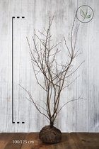 10 stuks | Krentenboom Kluit 100-125 cm | Standplaats: Halfschaduw/Schaduw/Volle zon | Latijnse naam: Amelanchier lamarckii