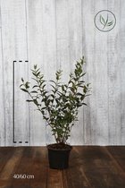 10 stuks | Gewone Liguster Pot 40-60 cm - Bloeiende plant - Populair bij vogels - Snelle groeier - Bladverliezend