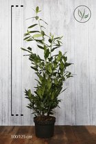 10 stuks | Laurier 'Herbergii' Pot 100-125 cm - Bloeiende plant - Compacte groei - Makkelijk te snoeien - Wintergroen - Zeer winterhard