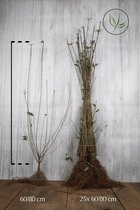 25 stuks | Wintergroene Liguster 'Atrovirens' Blote wortel 60-80 cm - Bladverliezend - Populair bij vogels - Semi-bladhoudend - Weinig onderhoud