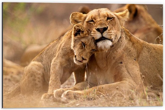 Dibond - Liefdevoller Leeuwenmoeder met haar Welp - 60x40cm Foto op Aluminium (Wanddecoratie van metaal)