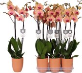 Caribbean Dream orchidee (Phalaenopsis) - 70cm