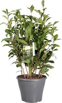 Thee plant