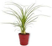 Kamerplant Nolina Recurvata - Olifantspoot - ±  25cm hoog - 12cm diameter - in rode pot