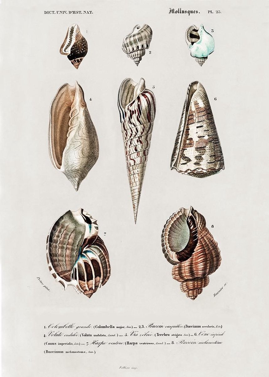 Esque Vintage Poster Schelpen - Natuur Zeedier Illustratie - Plant & Tuin - 50x70 cm Losse poster