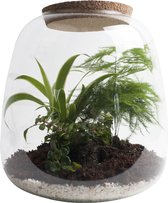Ecosysteem ‘Green feathers’ met verlichting - 25 cm, Ø 23,5 cm