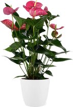 Kamerplant van Botanicly – Flamingoplant incl. sierpot wit als set – Hoogte: 60 cm – Anthurium Maine