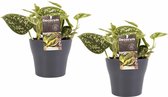 Kamerplanten van Botanicly – 2 × Drakenklimop met grijze sierpot als set – Hoogte: 15 cm – Scindapsus pictus