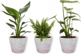 Set van 3 Kamerplanten - Strelitzia Reginae & Monstera Deliciosa & Nephrolepis Vitale - in lila betonnen pot ±  30cm hoog - 12cm diameter