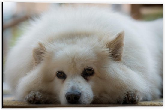 Dibond - Liggende Witte Hond - 60x40cm Foto op Aluminium (Met Ophangsysteem)
