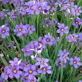 6x Bieslelie (Sisyrinchium angustifolium) - P9 pot (9x9)