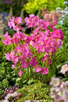 6x Sleutelbloem (Primula rosea 'Grandiflora') - P9 pot (9x9)
