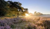 Fotobehang heideveld met paars bloeiende heide en opgaande zon 350 x 260 cm