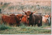 Canvas Schotse Hooglanders - MMD-Prints | Canvas | 50x70cm | Wanddecoratie | Wandpaneel | Canvasdoek | Canvasframe |Foto op canvas