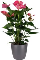 Anthurium Maine met Elho pot antraciet - 60cm, Ø 18 cm