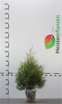 Westerse Levensboom Thuja Brabant 60-80 cm, 18x Haagplant