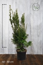 10 stuks | Taxus media 'Hillii' Pot 50-60 cm - Compacte groei - Formele haag - Zeer winterhard