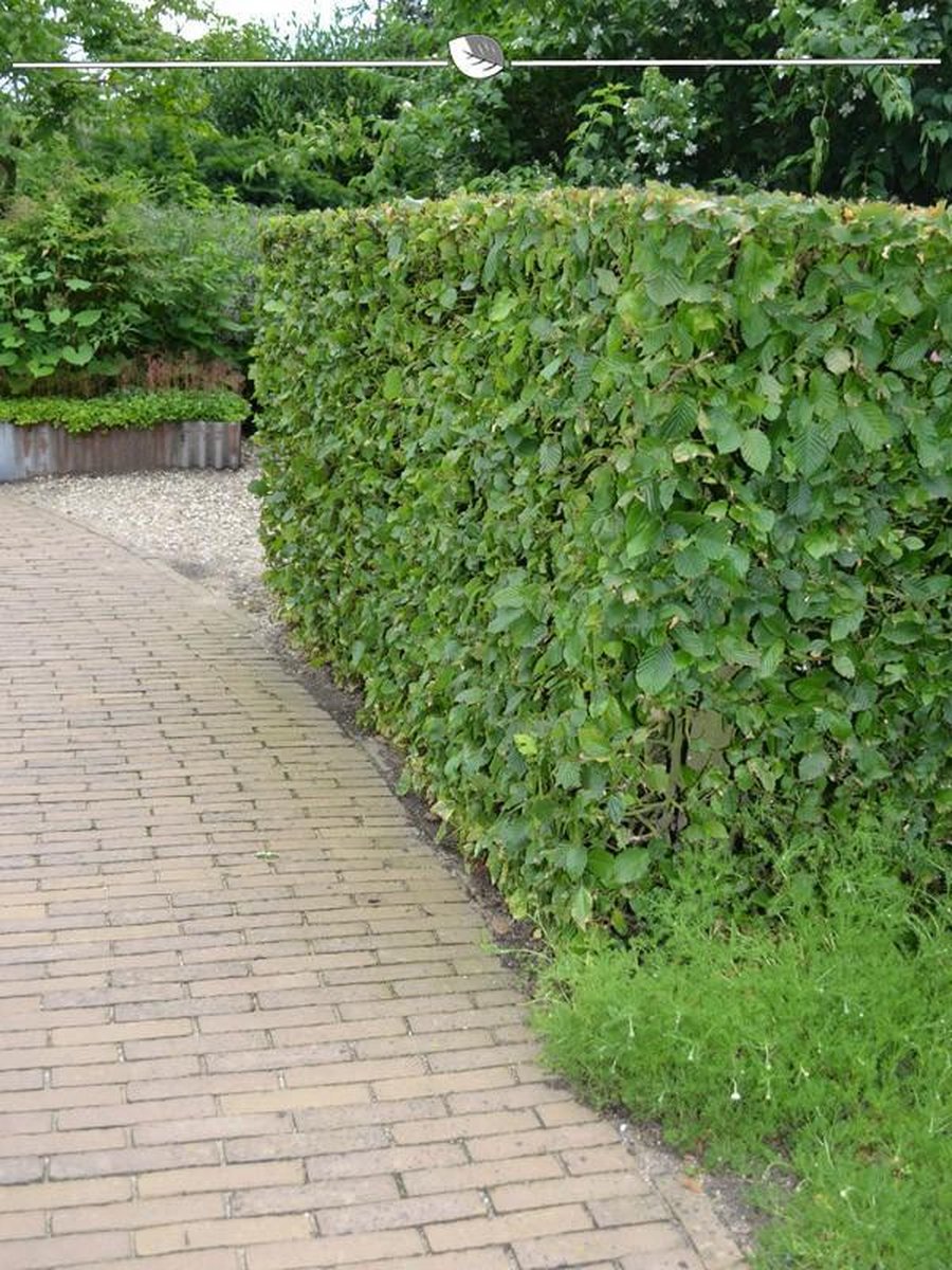 Haagbeuk Carpinus betulus 80-100 cm Blote wortel, 125x Haagplant
