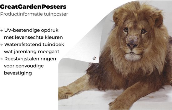 Affiche de jardin Lion relaxant sur fond blanc Toile en vrac 80x60 cm - Toile de jardin / Toile d'extérieur / Peintures pour l'extérieur (décoration de jardin)