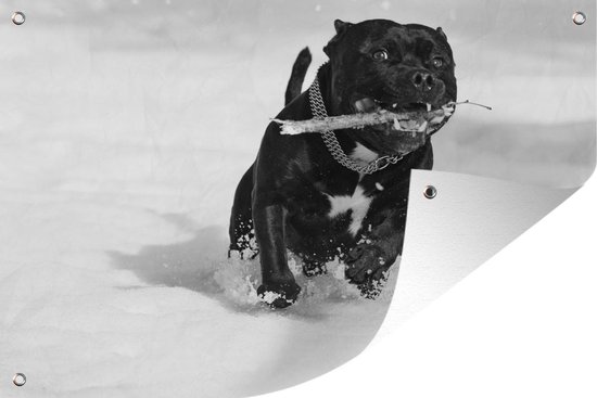 Tuinposter Staffordshire Bull Terrier die in de sneeuw loopt - 70x40 cm - Wanddecoratie Buiten - Tuinposter - Tuindoek - Schuttingposter - Tuinschilderij
