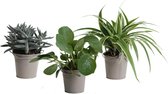 Kamerplanten van Botanicly – 3 × Amazone Mix incl. taupe sierpot als set – Hoogte: 15 cm