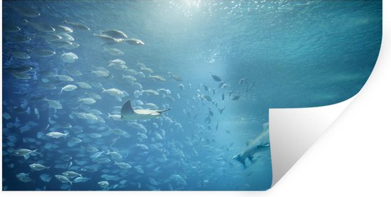 Muurstickers - Sticker Folie - Een groot aquarium met dieren uit de Middellandse zee. - 120x60 cm - Plakfolie - Muurstickers Kinderkamer - Zelfklevend Behang