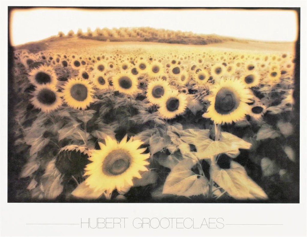 Catch Projecten Poster - Sunflowers - Hubert Grooteclaes - Kleur - Fotografie - Jaren 80 Geel
