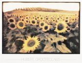 Poster - Sunflowers - Hubert Grooteclaes - Kleur - Fotografie - Jaren 80