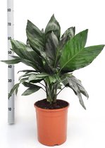 Kamerplant van Botanicly – Mexicaanse Bergpalm – Hoogte: 60 cm – Chamaedorea Metallica