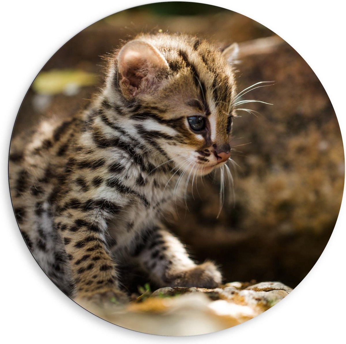 Dibond Wandcirkel - Baby Tijger - 80x80cm Foto op Aluminium Wandcirkel (met ophangsysteem)