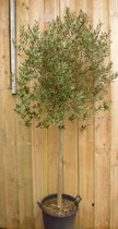 Olijfboom Olea hauteur tronc 70 cm et hauteur arbre 230 cm