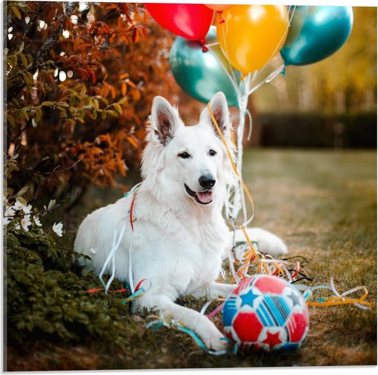 Acrylglas - Mooie Witte Hond met Verjaardag Ballonnen  - 50x50cm Foto op Acrylglas (Wanddecoratie op Acrylglas)