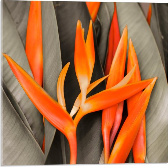 Acrylglas - Groen/Oranje Planten - 50x50cm Foto op Acrylglas (Wanddecoratie op Acrylglas)