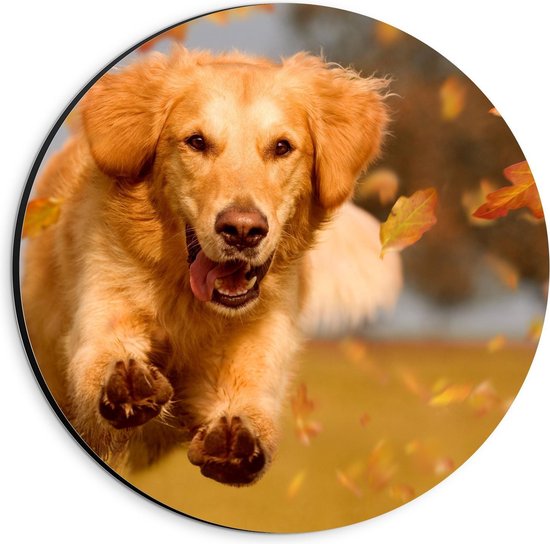 Dibond Wandcirkel - Vrolijke Hond tussen Herfstbladeren - 20x20cm Foto op Aluminium Wandcirkel (met ophangsysteem)