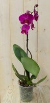 Vlinderorchidee Tak roze 60 cm Warentuin Natuurlijk