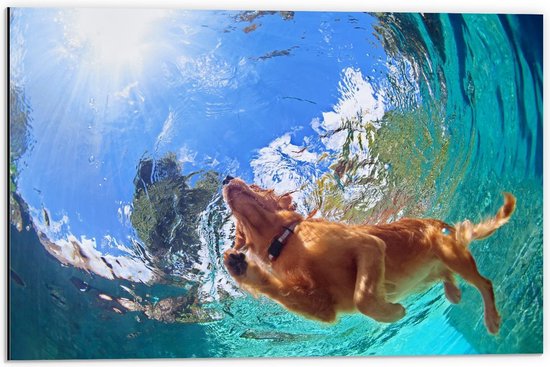 Dibond - Onderaanzicht van Zwemmende Hond - 60x40cm Foto op Aluminium (Met Ophangsysteem)
